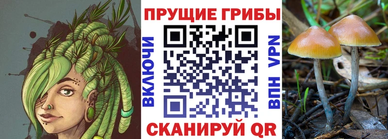 где найти   Вязники  Псилоцибиновые грибы Cubensis 